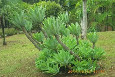 Suculenta
