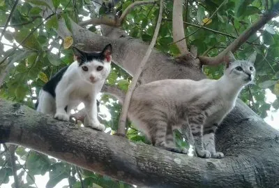 Gatos na Árvore