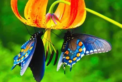 pareja de mariposas