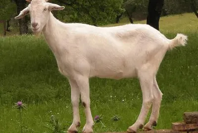 Cabra blanca