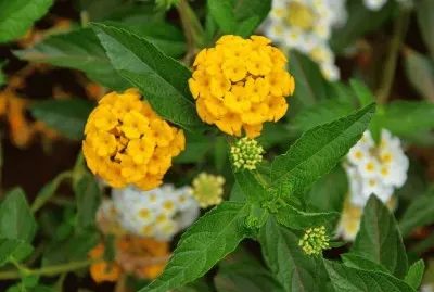 Flores Silvestres