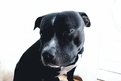 Staffie