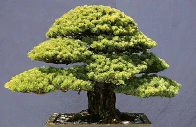 Bonsai
