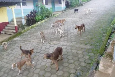 Clan de Perros en PÃ³zul