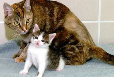 Minina y Minino