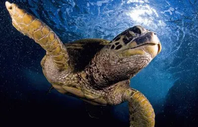turtle jigsaw puzzle