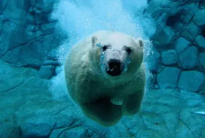 פאזל של polar bear