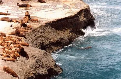 פאזל של Elefantes marinos en Puerto PirÃ¡mides. Argentina
