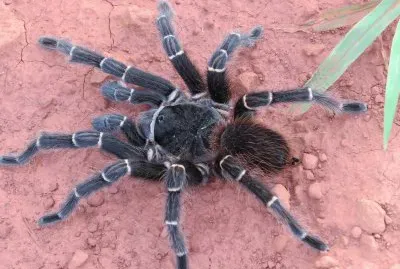 Tarântula ou Caranguejeira