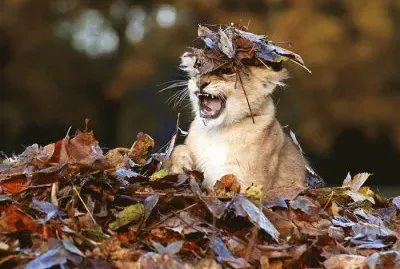 animales jigsaw puzzle