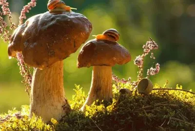 פאזל של animales