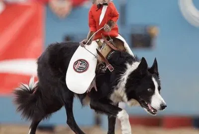 animales jigsaw puzzle