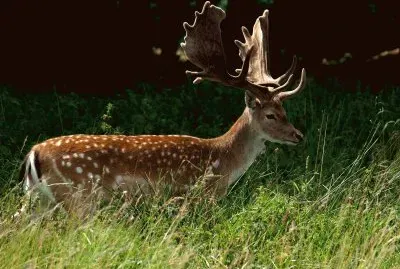 animales