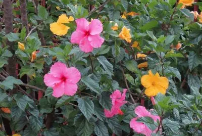 Hibiscus