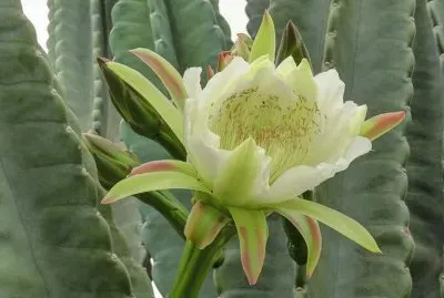 Mandacaru