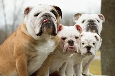 FOTO FAMILIAR. jigsaw puzzle