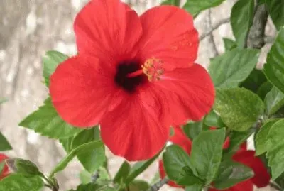 hibiscus