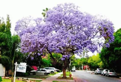 jacaranda