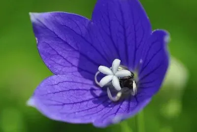 æ¡”æ¢—