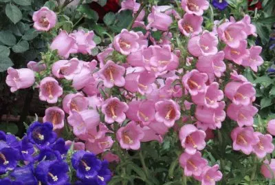 é¢¨éˆ´èŠ±