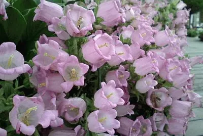 é¢¨éˆ´èŠ±