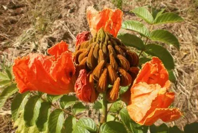 Flor da EspatÃ³dia