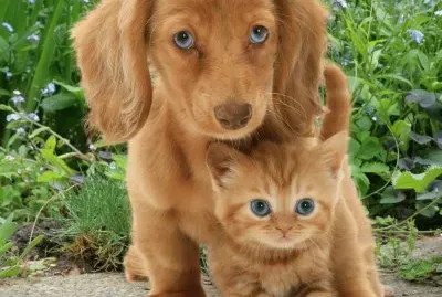 Amigos