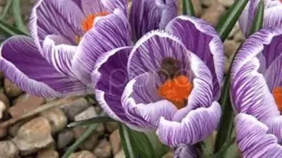 flores jigsaw puzzle