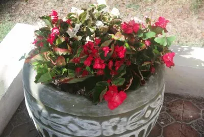 Maceta con flores