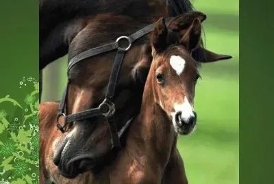 Potrillo con su mamÃ¡