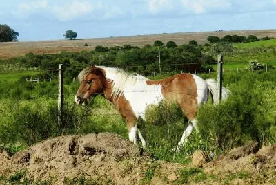 Caballo descansando