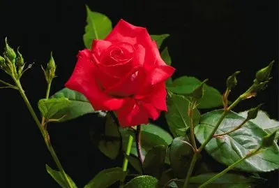 rosa roja jigsaw puzzle