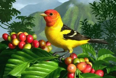 Between the Coffee Beans by Jerry Lo Faro