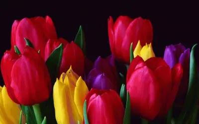 Tulipanes jigsaw puzzle