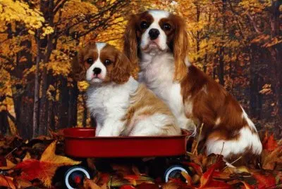 cachorrinhos jigsaw puzzle