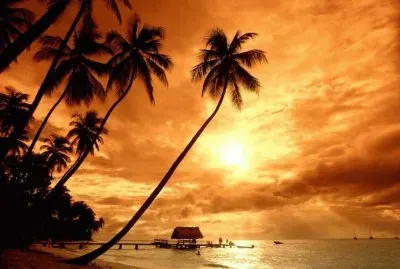 cocotero al atardecer