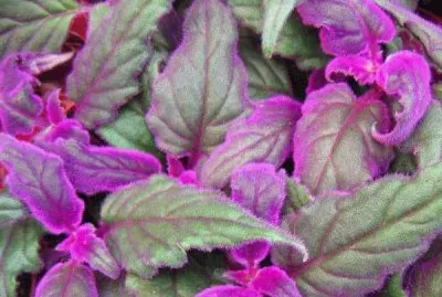 פאזל של folhas