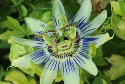 פאזל של MburucuyÃ¡ o Pasionaria