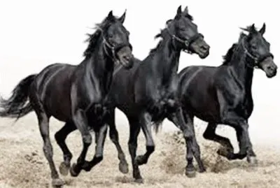 cavalos