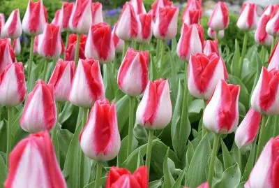 tulipes