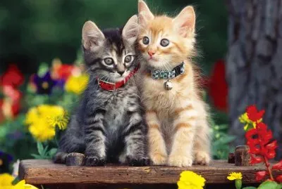 gatitos