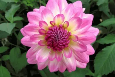 פאזל של dahlia