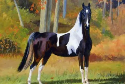 cavalo