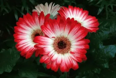gerbera