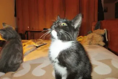 פאזל של botitas