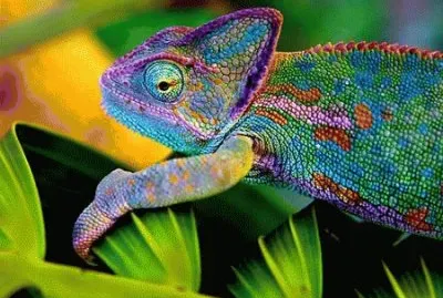 colori