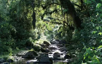 פאזל של PN Campo de los Alisos. TucumÃ¡n. Argentina