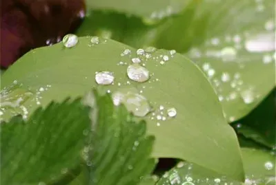 rugiada jigsaw puzzle