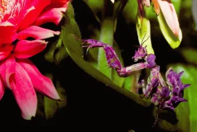 fantasy Orchid Preying Mantis