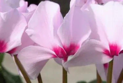 cyclamen